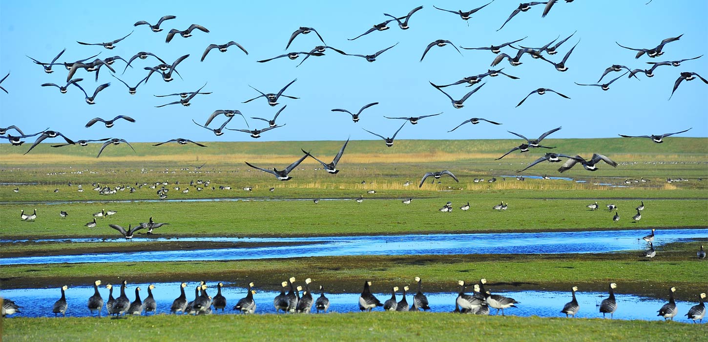 Mandø og Nationalpark Vadehavet