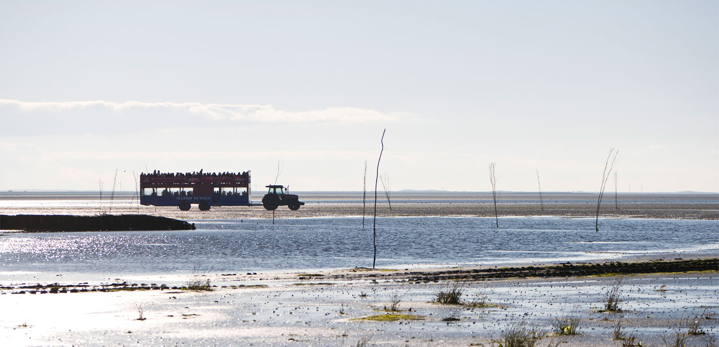 Take the tractor bus to Mandø | Vadehavskysten