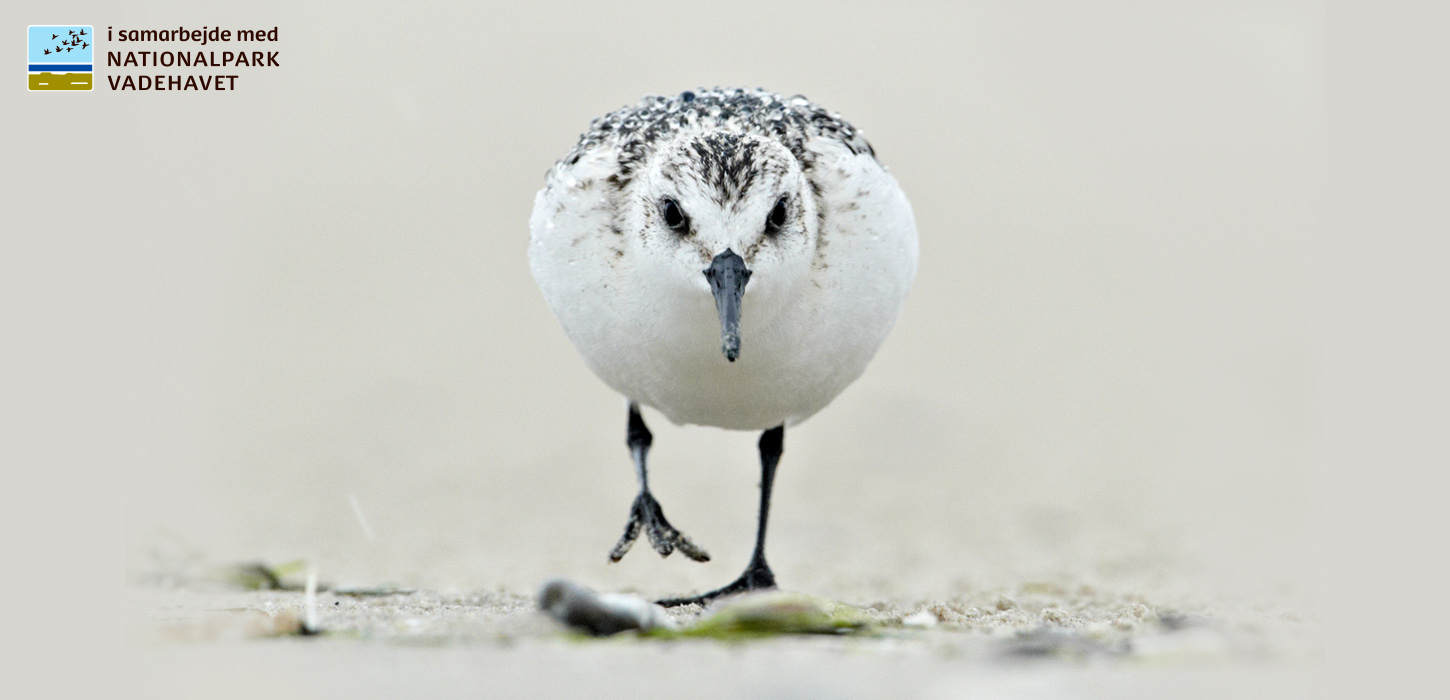 Nationalpark Vadehavet | Vadehavskysten