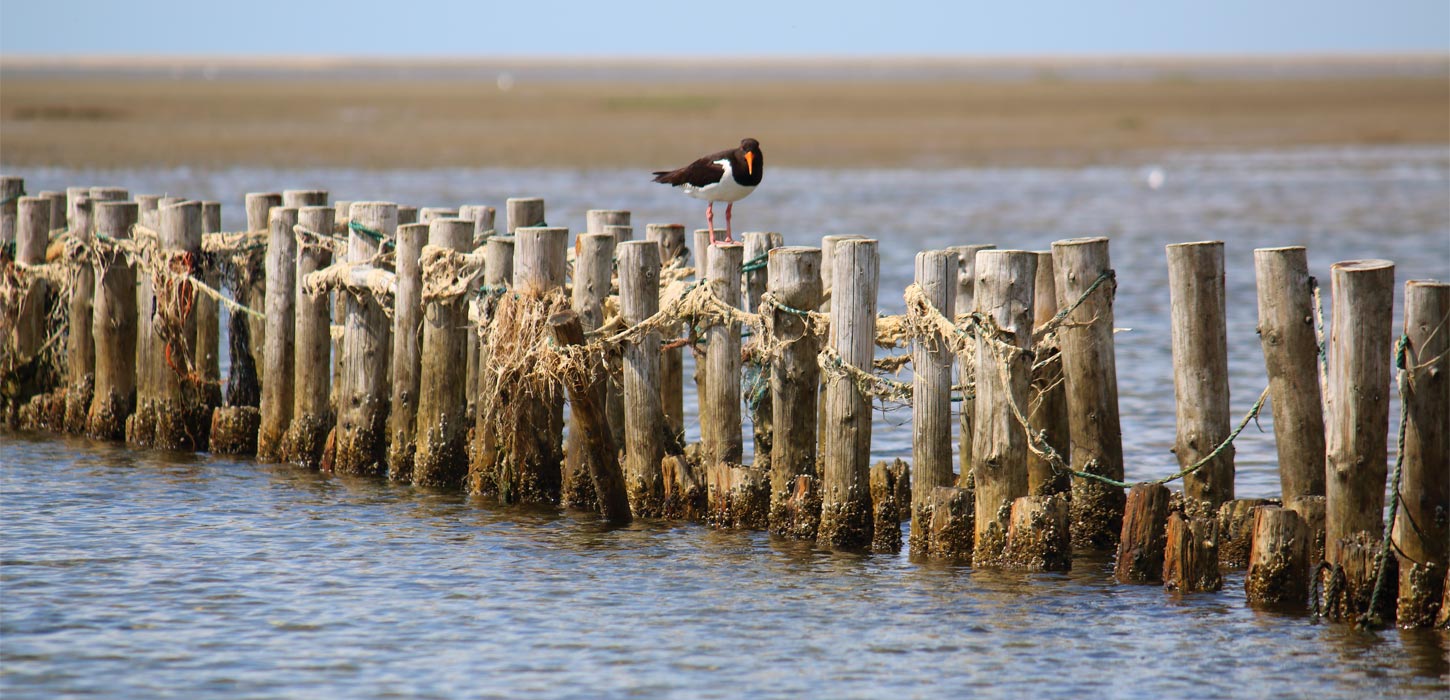 Vogel auf Stange im Wattenmeer | Süddänische Nordsee