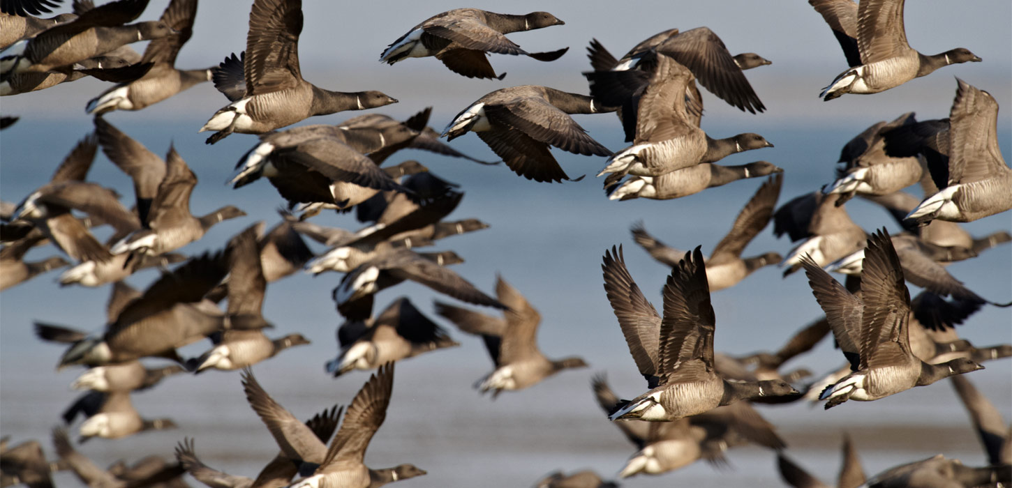 Forårstræk - Nationalpark Vadehavet