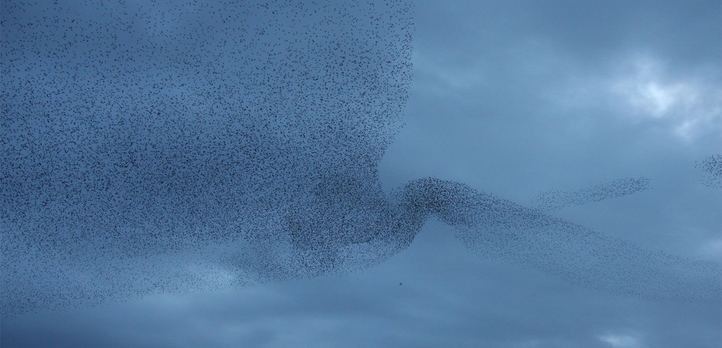 Sort Sol over Nationalpark Vadehavet