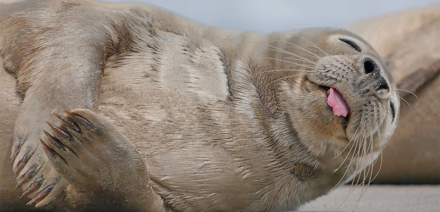 Sæler i Vadehavet | Vadehavskysten