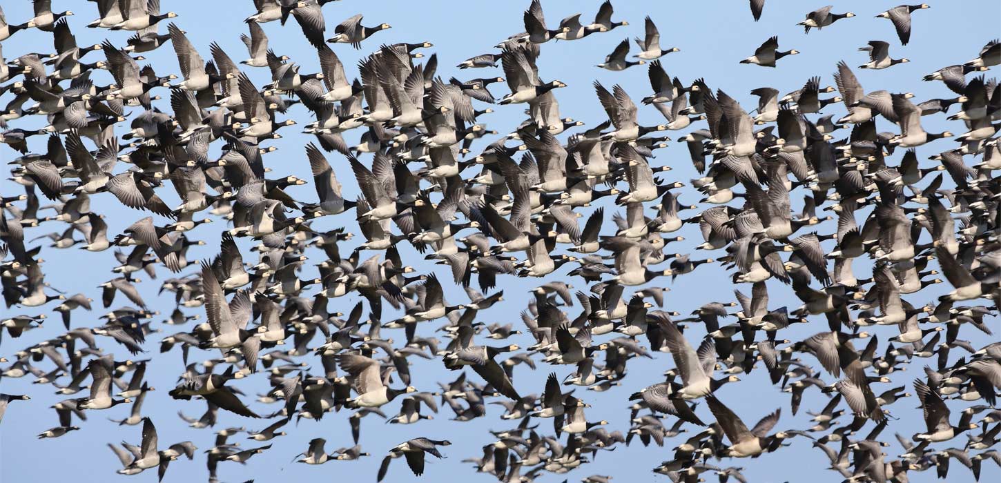 Kaldet fra Vadehavet