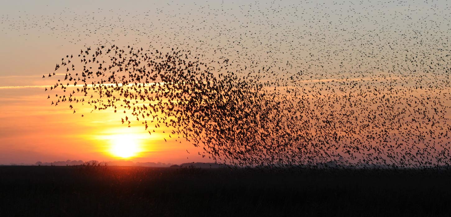 Oplev efteråret | Sort Sol | Vadehavskysten