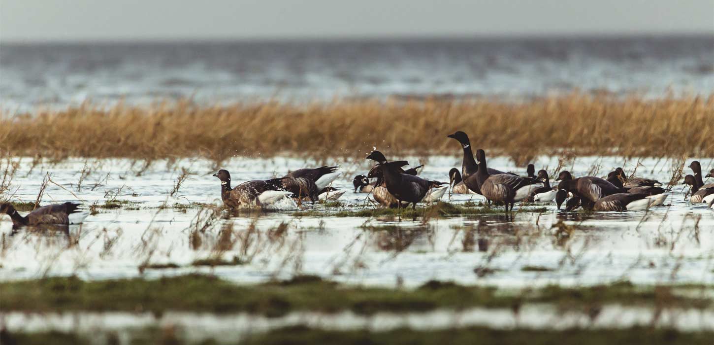 Fugle ved Vadehavet | Vadehavskysten