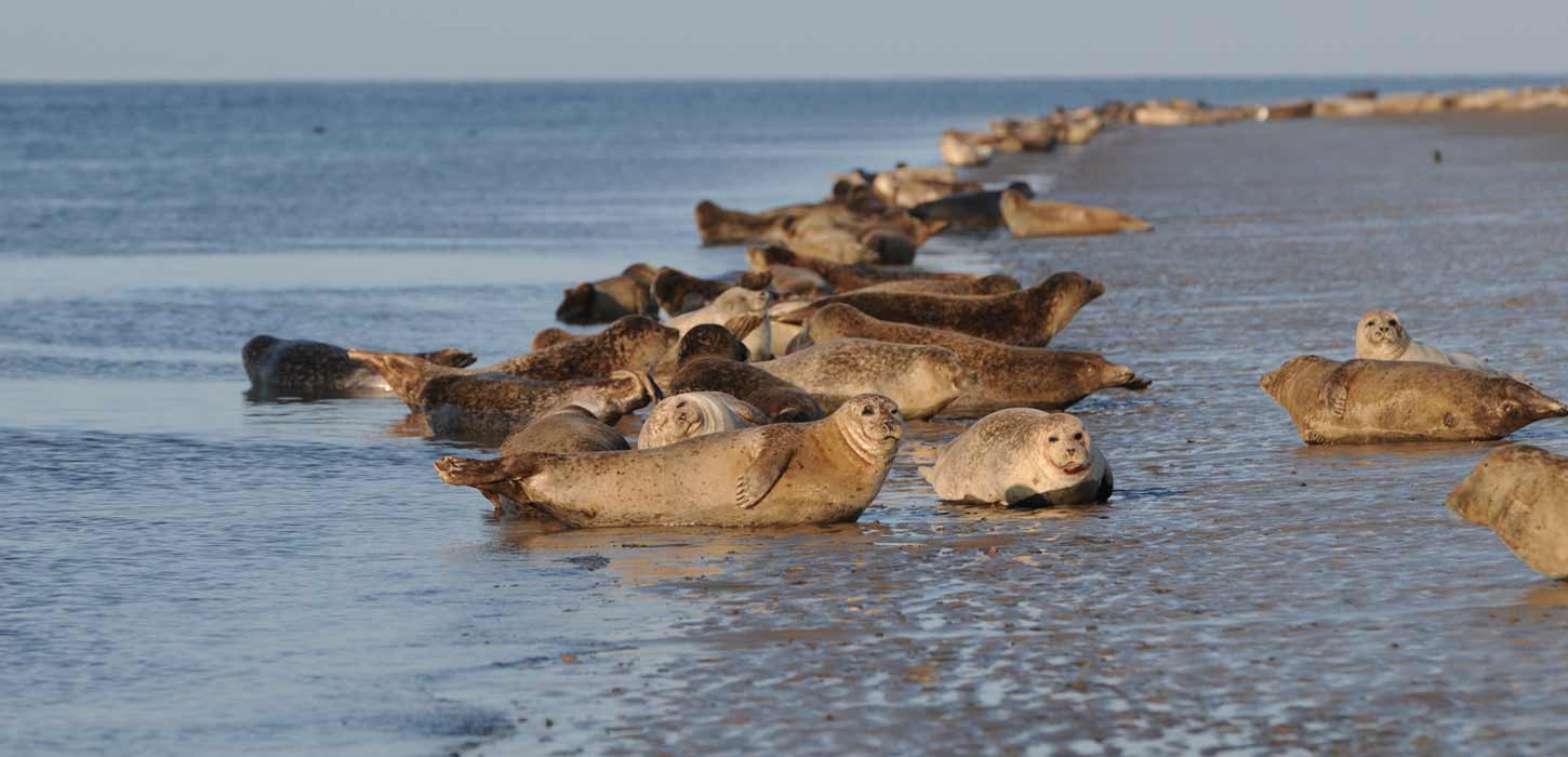 Seals relax | By the Wadden Sea