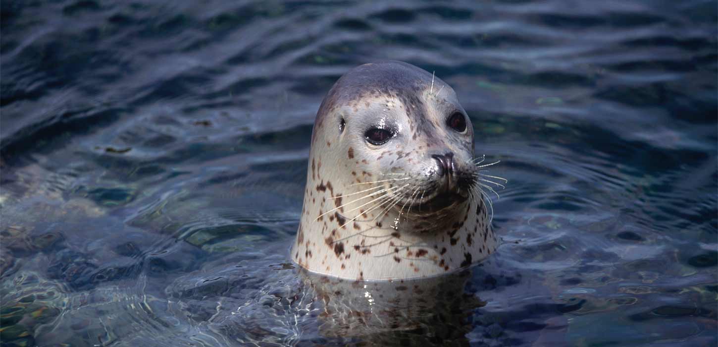Sælsafari med Vadehavscentret | Vadehavskysten