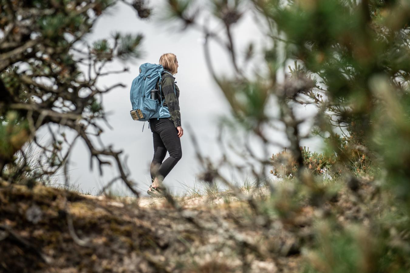 Vandring mellem grantræer Vadehavskysten