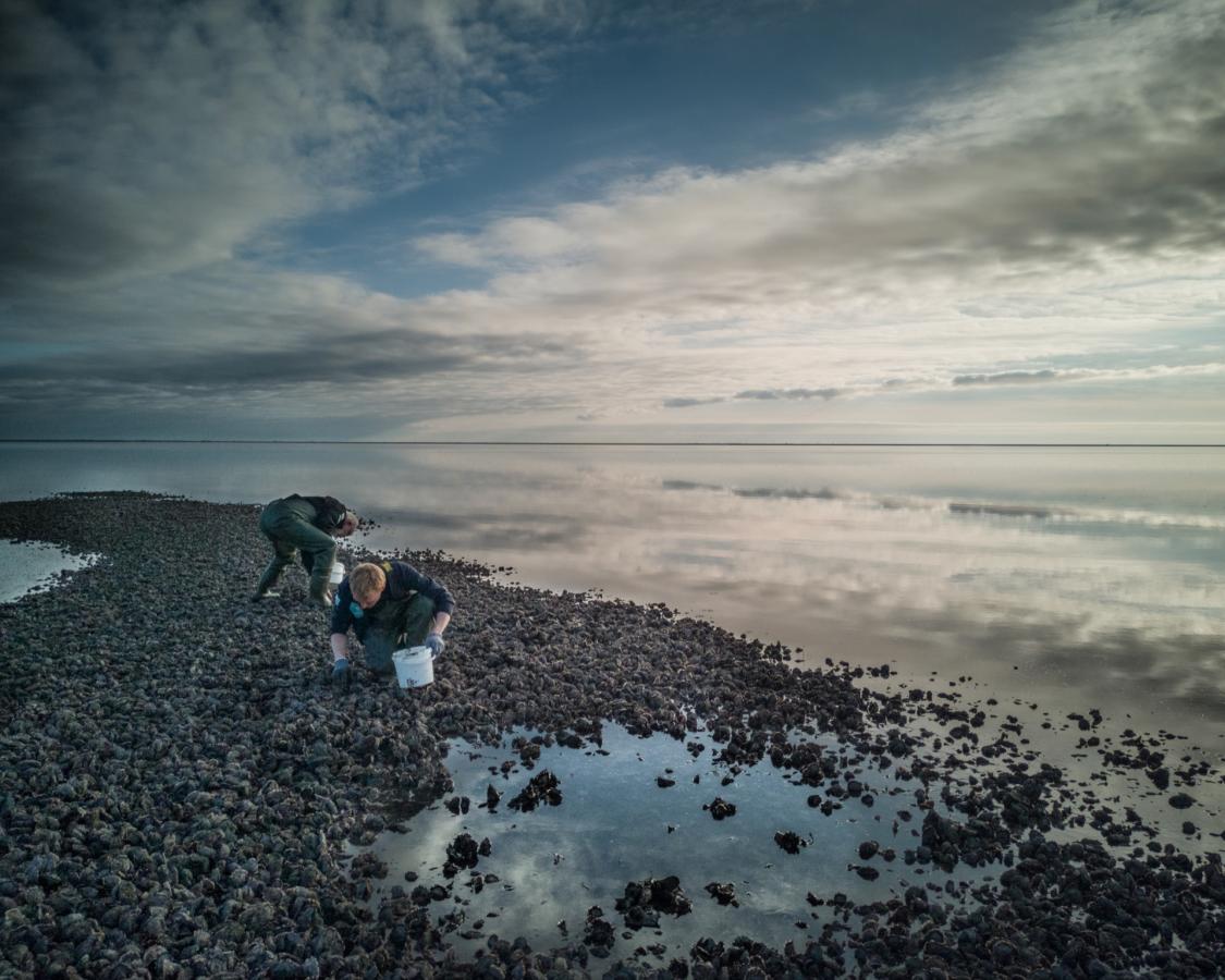 Østers ved Vadehavet