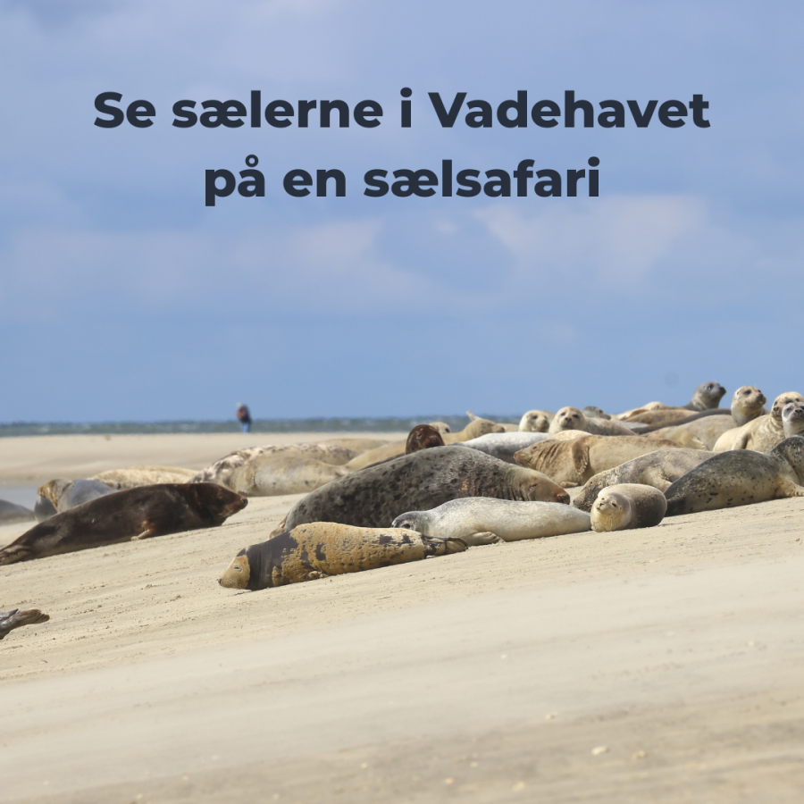 Sælsafari