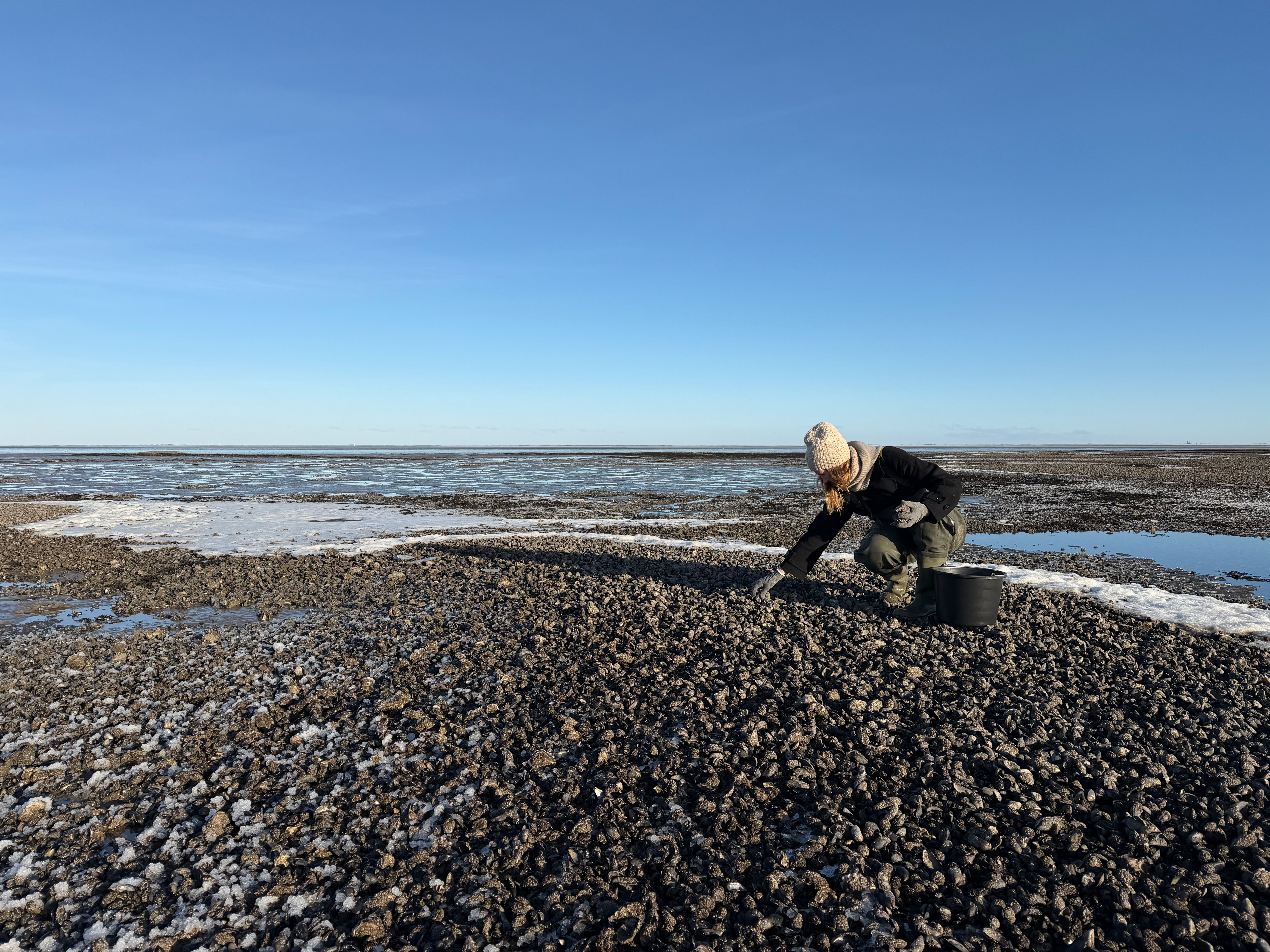 Østerssafari