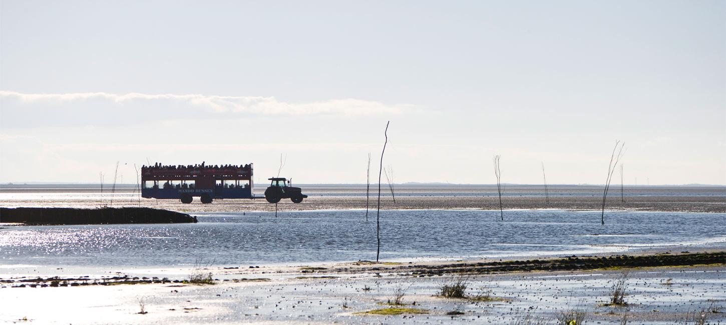 Take the tractor bus to Mandø | Vadehavskysten