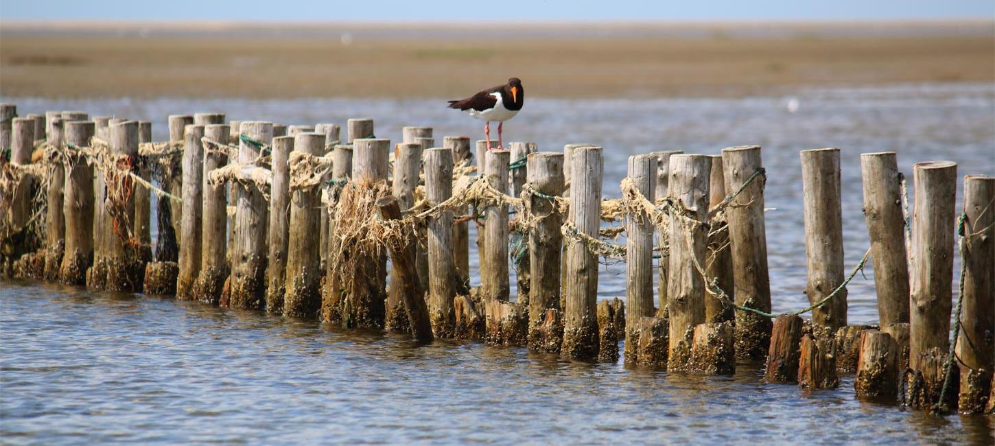 Bird on pole in the Wadden Sea | By the Wadden Sea