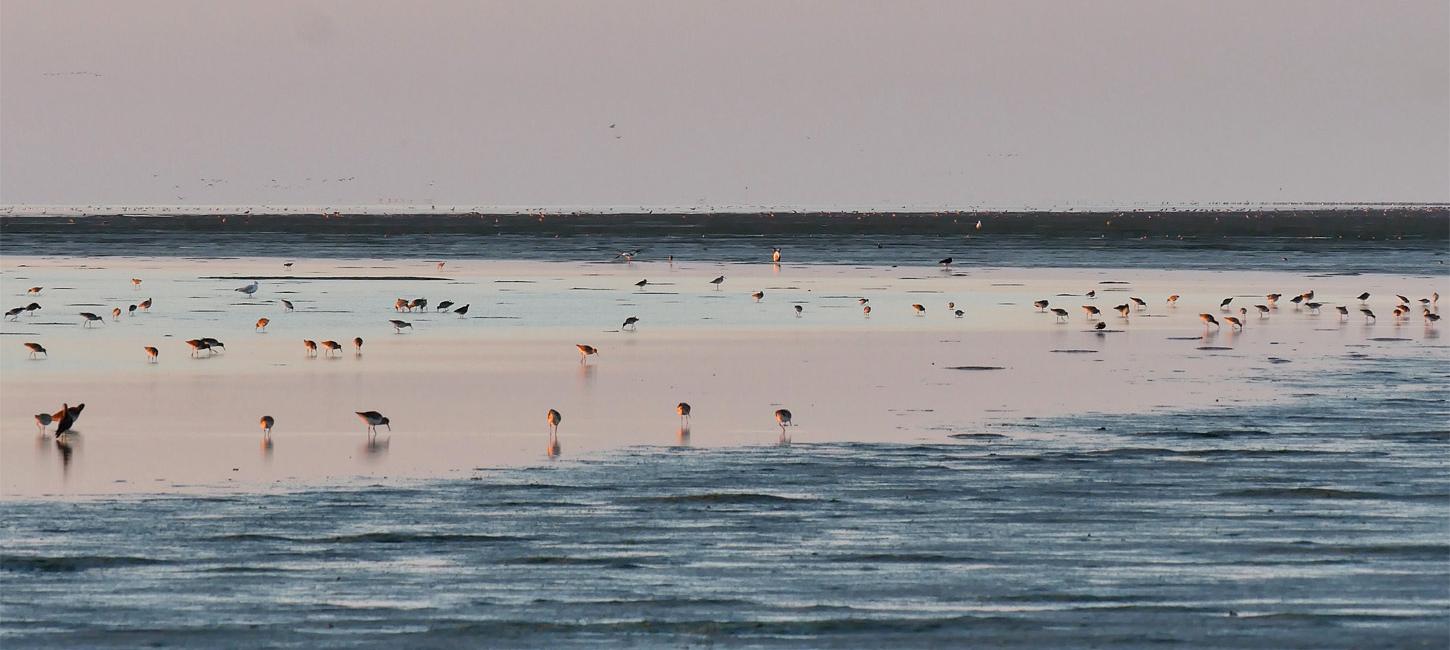 Birds in the Wadden Sea | By the Wadden Sea