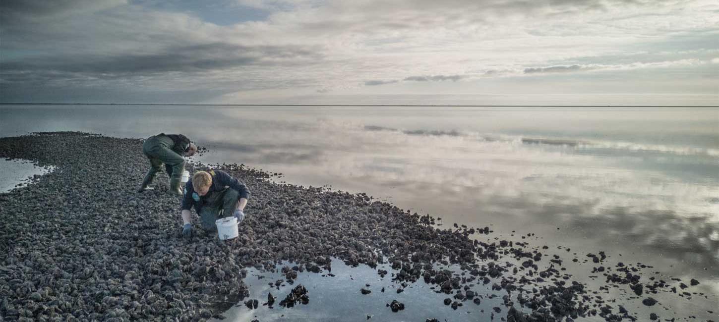 Oysters | By the Wadden Sea