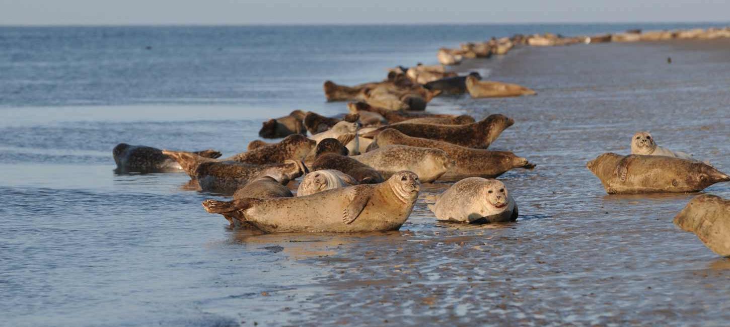 Seals relax | By the Wadden Sea