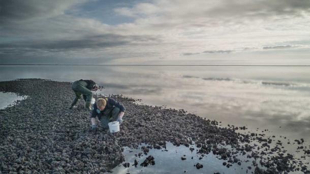 Oysters | By the Wadden Sea