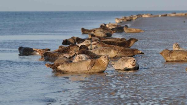 Seals relax | By the Wadden Sea