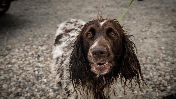 Hund
