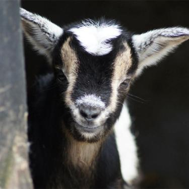 Zoo'er og dyreparker | Ribe | Vadehavskysten