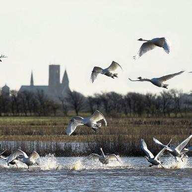 Ribe Cathedral with birds in the foreground | By the Wadden Sea
