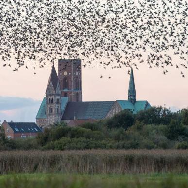 Ribe Cathedral with flock of birds | By the Wadden Sea