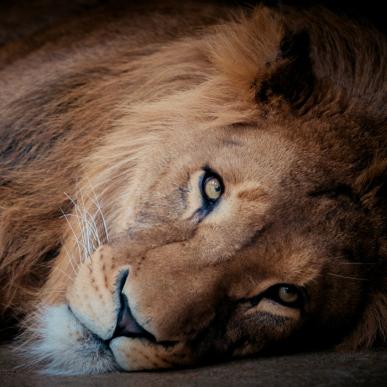 Lion | By the Wadden Sea