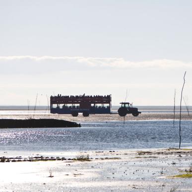 Take the tractor bus to Mandø | Vadehavskysten