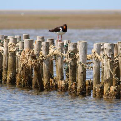 Bird on pole in the Wadden Sea | By the Wadden Sea