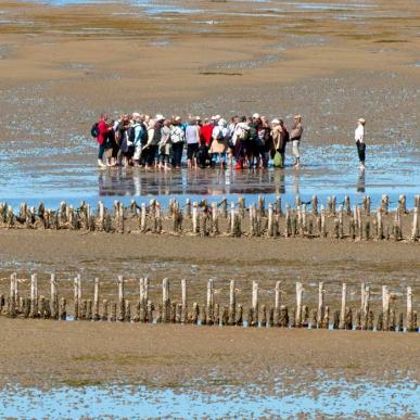 On a trip in the Wadden Sea National Park | By the Wadden Sea