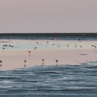 Birds in the Wadden Sea | By the Wadden Sea