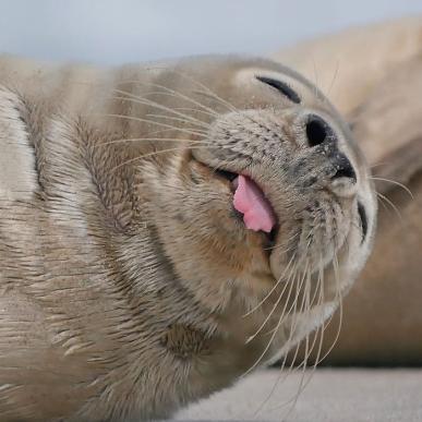 Seals in the Wadden Sea | By the Wadden Sea