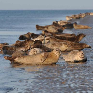 Seals relax | By the Wadden Sea