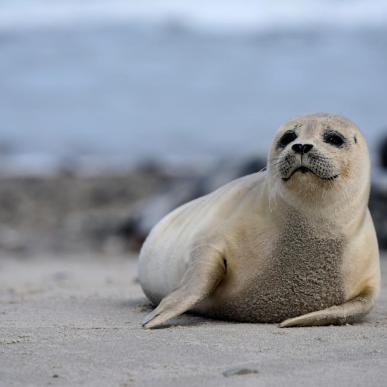 Sæl Vadehavet