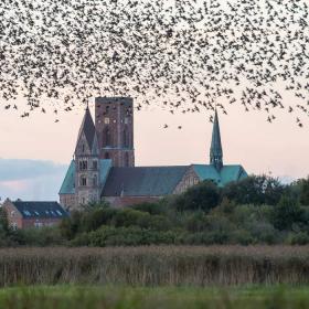 Ribe Cathedral with flock of birds | By the Wadden Sea