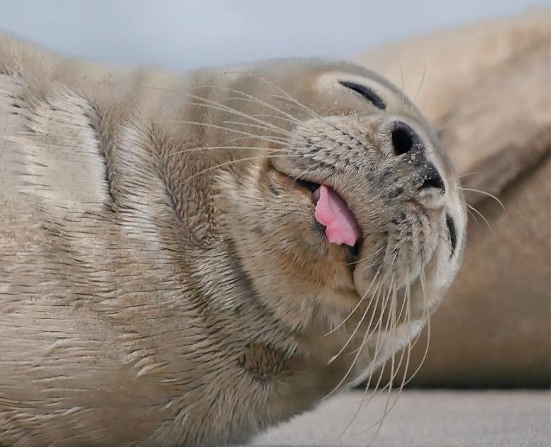 Seals in the Wadden Sea | By the Wadden Sea