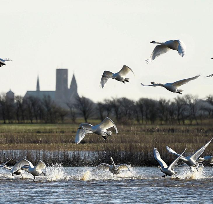 Ribe Cathedral with birds in the foreground | By the Wadden Sea