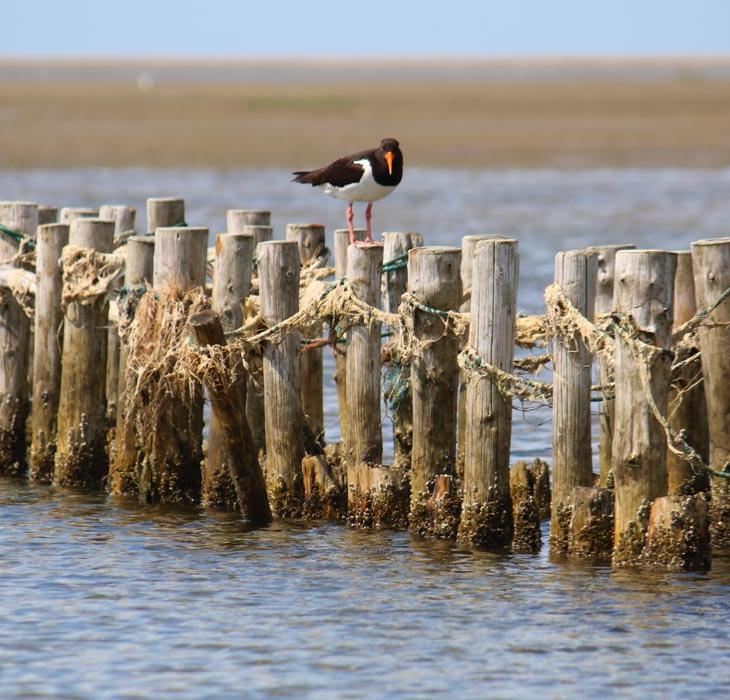 Bird on pole in the Wadden Sea | By the Wadden Sea